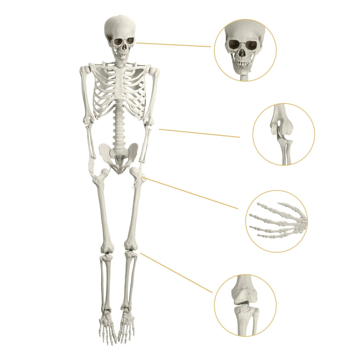 5.4FT Posable Skeleton with Movable Joints V163