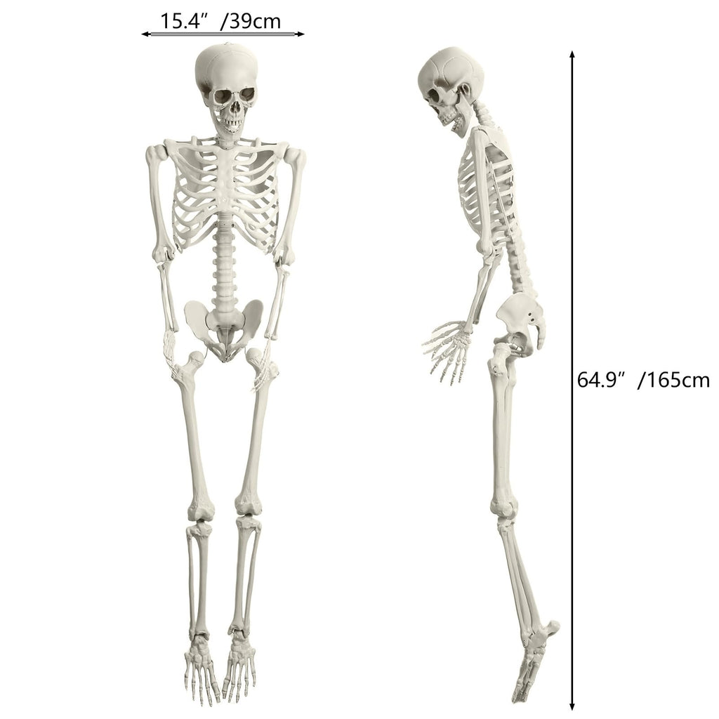 5.4FT Posable Skeleton with Movable Joints V163