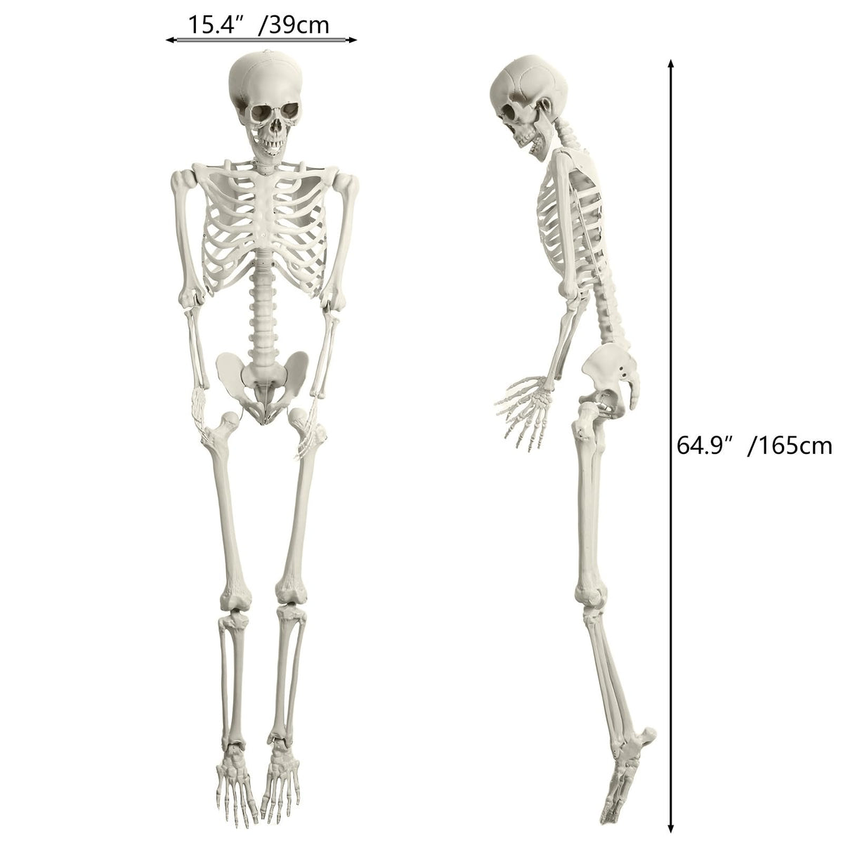 5.4FT Posable Skeleton with Movable Joints V163