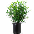 August Beauty Gardenia 2 Gallon Pot P368194