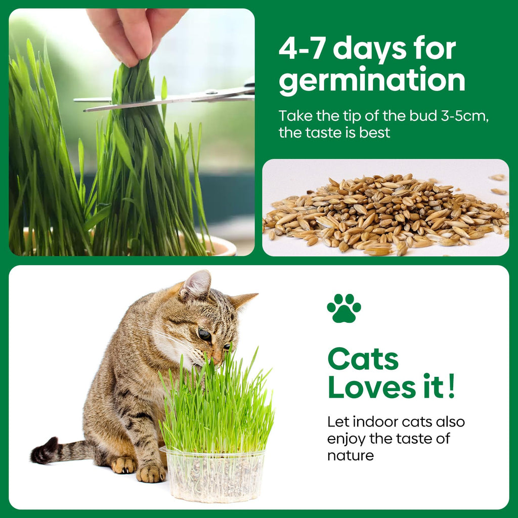 Cat Grass Seeds Bulk 1LB Non-GMO Heirloom Barley Oats Wheat Rye E397317