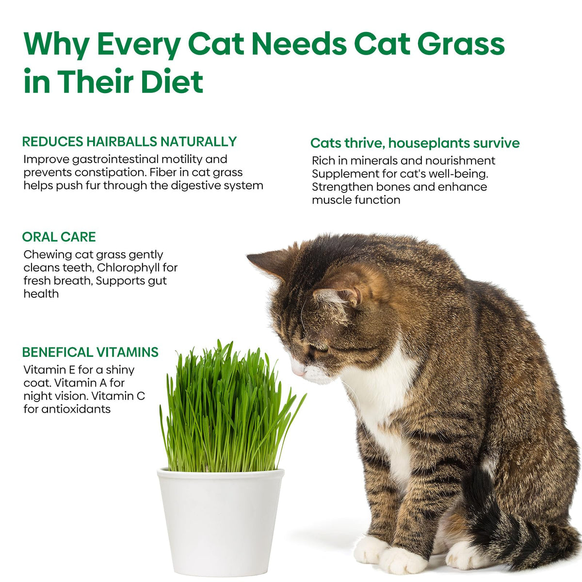 Cat Grass Seeds Bulk 1LB Non-GMO Heirloom Barley Oats Wheat Rye E397317