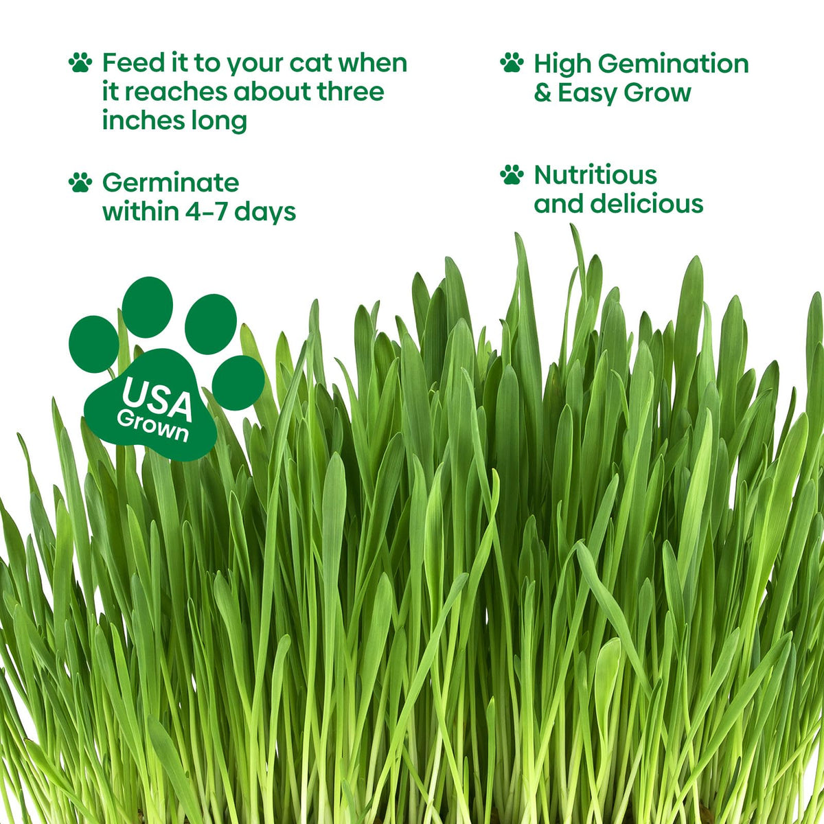 Cat Grass Seeds Bulk 1LB Non-GMO Heirloom Barley Oats Wheat Rye E397317