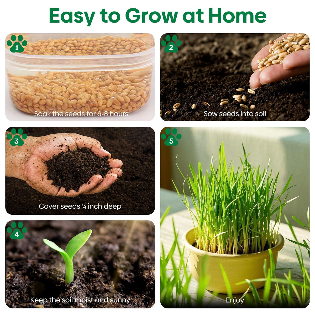 Cat Grass Seeds Bulk 1LB Non-GMO Heirloom Barley Oats Wheat Rye E397317