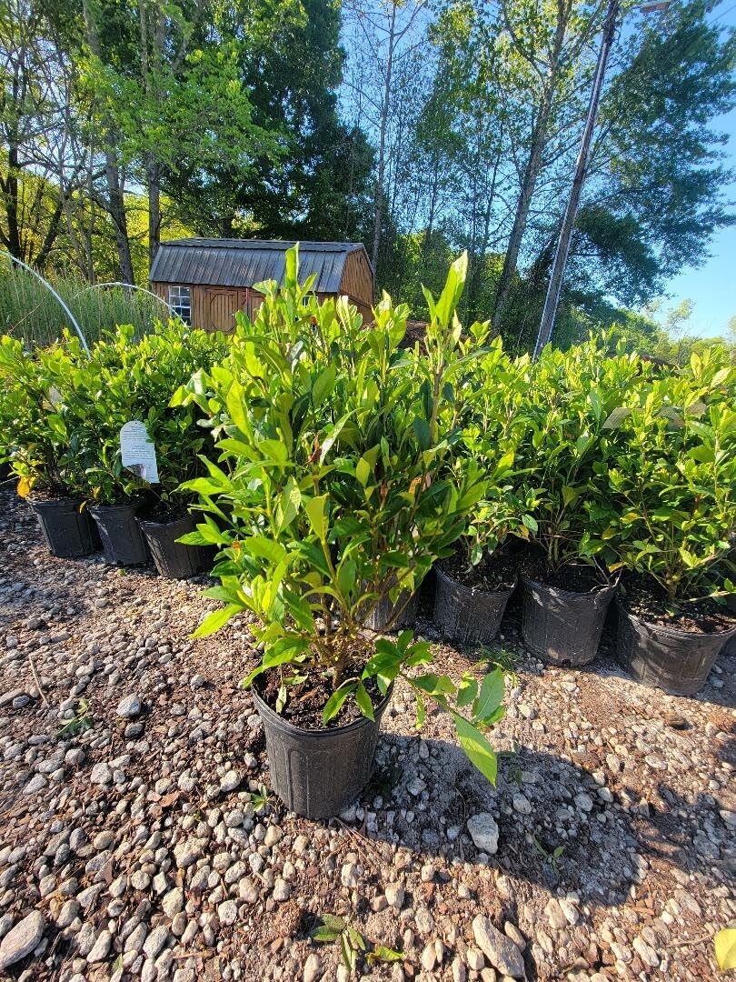 August Beauty Gardenia 2 Gallon Pot P368194