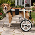 Adjustable Large Dog Wheelchair C25951